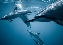 打花了！姜至鹏角球开出，本科维奇力压后卫头球抢点完成梅开二度